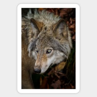 Timber Wolf Sticker